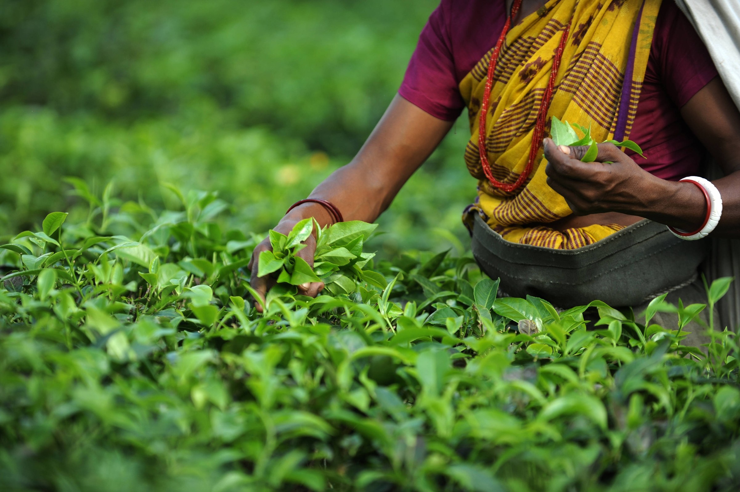 Indian tea garden workers pluck tea leav
